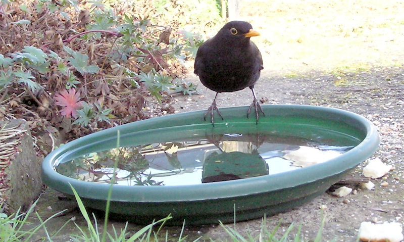 Blackbird perched on rim of plastic bowl on ground