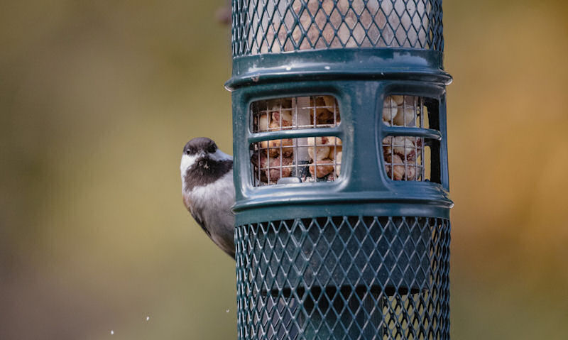 Black-capped Chickadee perched on Squirrel Buster feeder, looking directly at camera