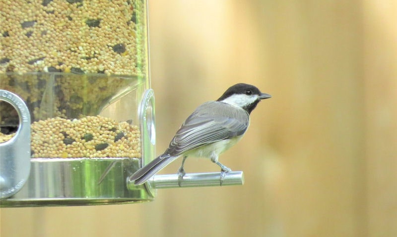 Black-capped Chickadee perched of large, full to the top seed feeder
