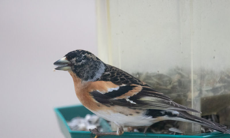 Bird feeding off hexagon seed bird feeder hanging up in open