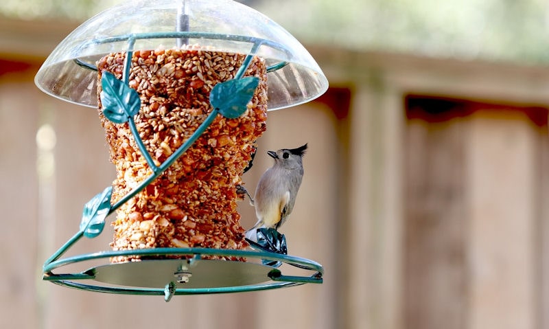 Tufted Titmouse perched on seed cake bird feeder