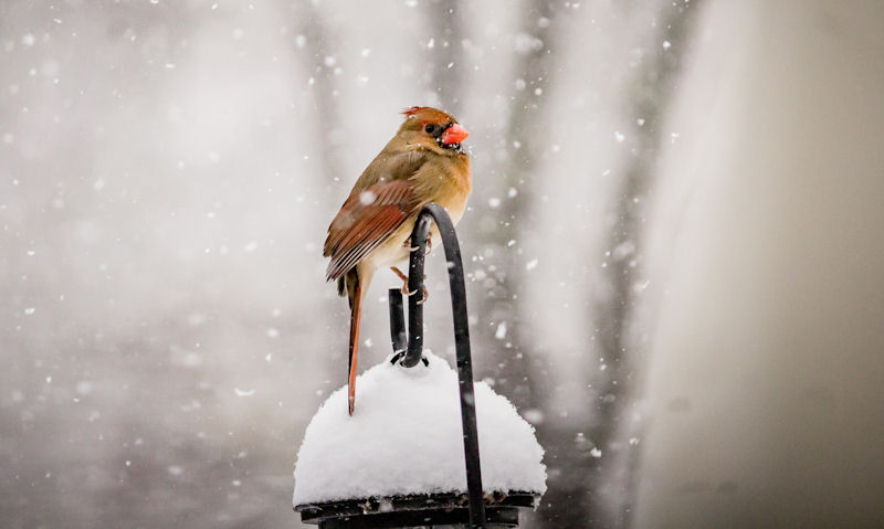 Female Northern Cardinal perched on top of snow topped hanging bird feeder