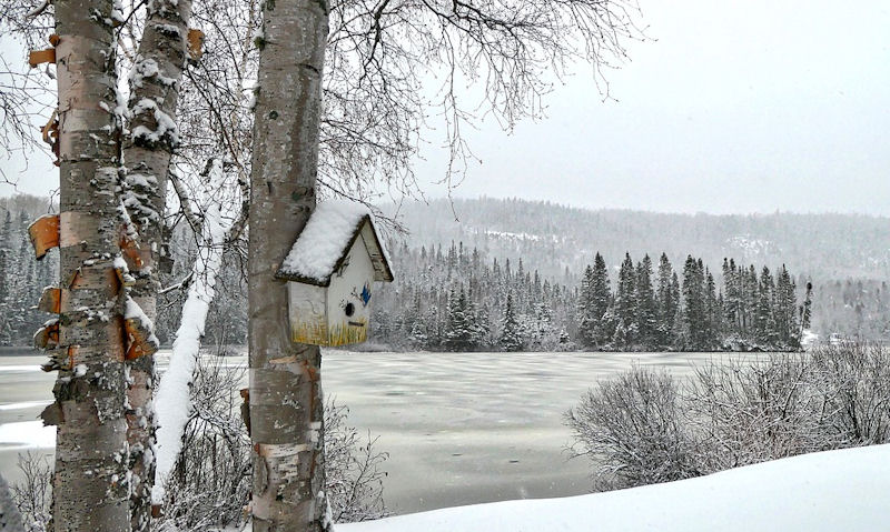 Bird house mounted to tree with snow covered landscape in background