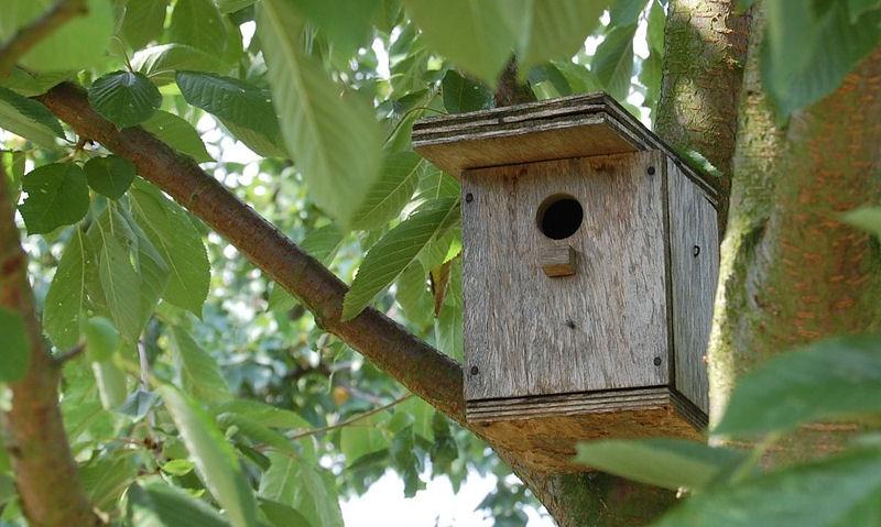 Birdhouse made in wood mounted deep on to a tree trunk