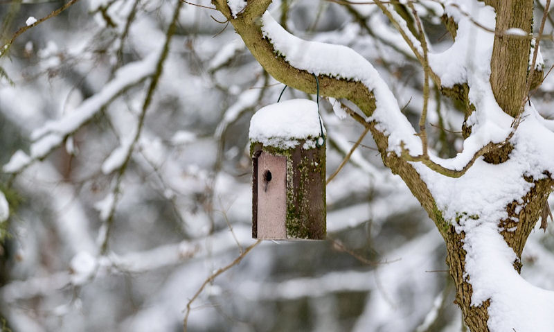 Bird house hanging off tree branch within snow covered scenery