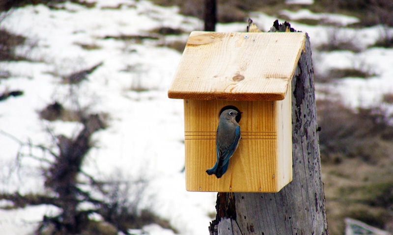 Bluebird perched on birdhouse entry hole, mounted to wooden post in snowy scene
