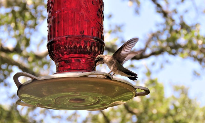 Hummingbird feeding off hanging red glass bottle hummingbird feeder