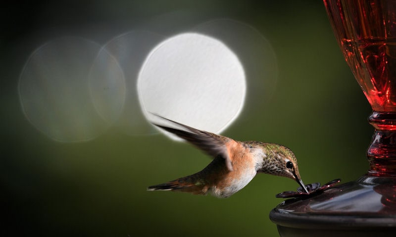 Hummingbird feeding off feeder in shade with sun lens glare