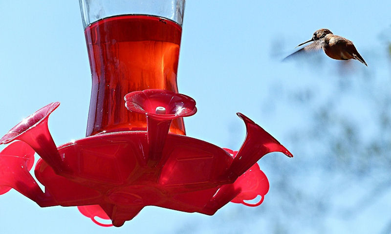 Hummer approaching hanging hummingbird feeder with red color nectar in use