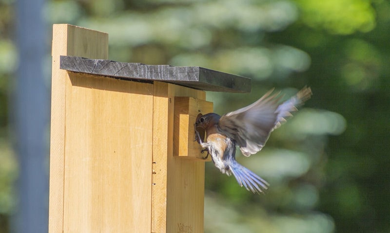 Bluebird at entrance hole of bird house with wings spread in flight