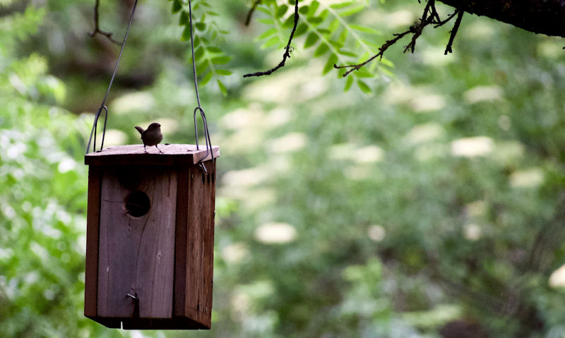 Wren perched on top of empty Wren bird house hanging off tree branch