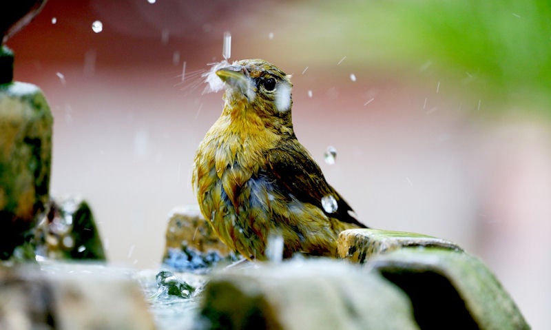 American Goldfinch soaking up drops of water in a fountain bird bath