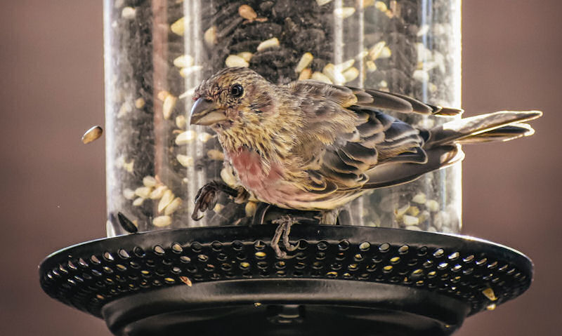 House Finch perched on tray or panoramic seed bird feeder hanging up