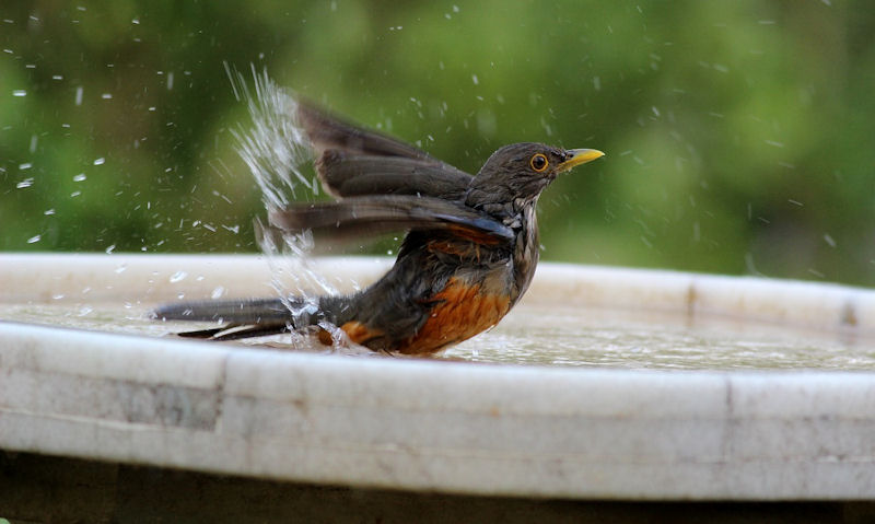American Robin frolicking in bird bath bowl