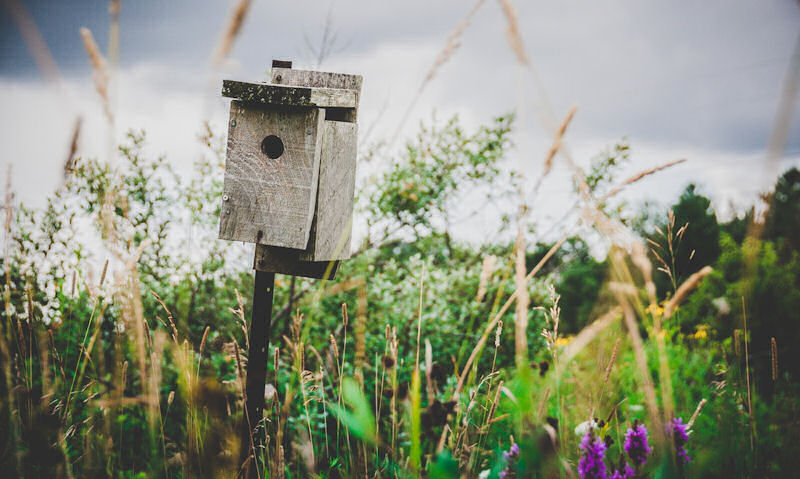 Weathered wooden bird house mounted to post sat low in vegetation