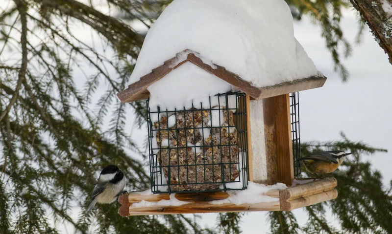Snow covered hopper feeder occupied with Chickadee and Nuthatch