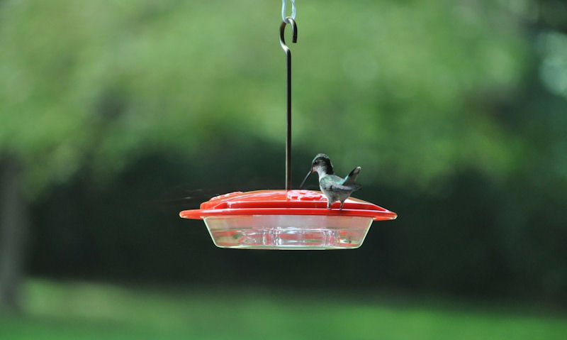 Disc style hummingbird feeder hanging in the open