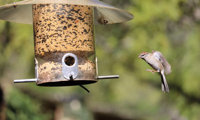 Sparrow in flight while approaching large clear window panoramic seed feeder