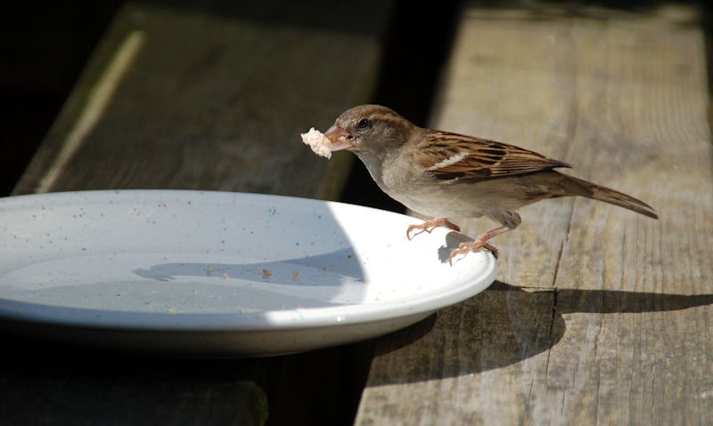 House Sparrow with bread piece in beak
