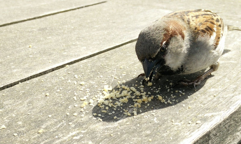 Sparrow feeding on bread crumbs laid out on wooden patio