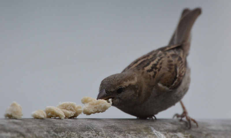 Sparrow feeding on a line of bread pieces