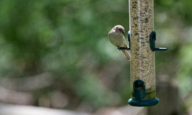 Sparrow on perch of plastic tube style seed feeder
