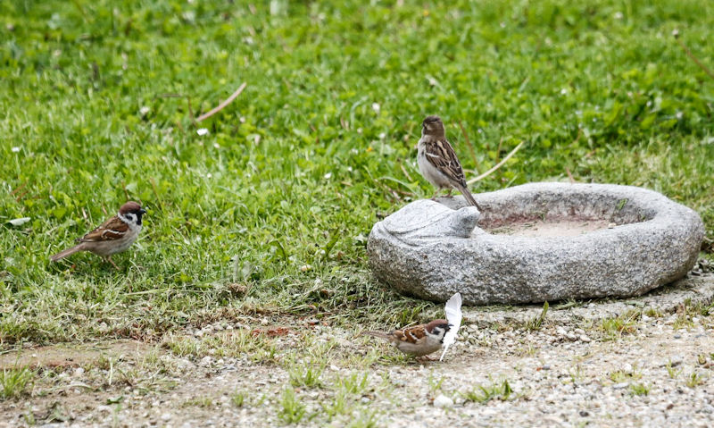 Sparrows surround made in stone ground bird feeder