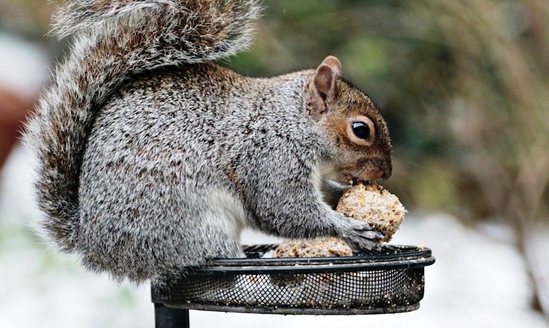 Squirrel on top of bird feeder tray with fat ball in claw