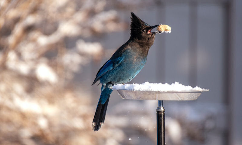 Steller's Jay perched on small clear plastic dish mounted on top of pole