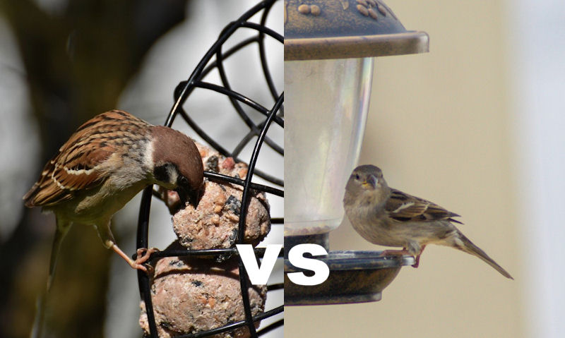 Sparrow perched on seed feeder; sparrow perched on wreath suet feeder