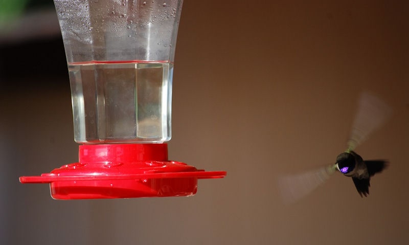 Hummingbird approaching clean on the surface nectar-filled feeder