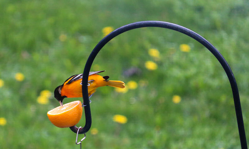 Baltimore Oriole leaning over to orange impaled on bird feeder pole hook