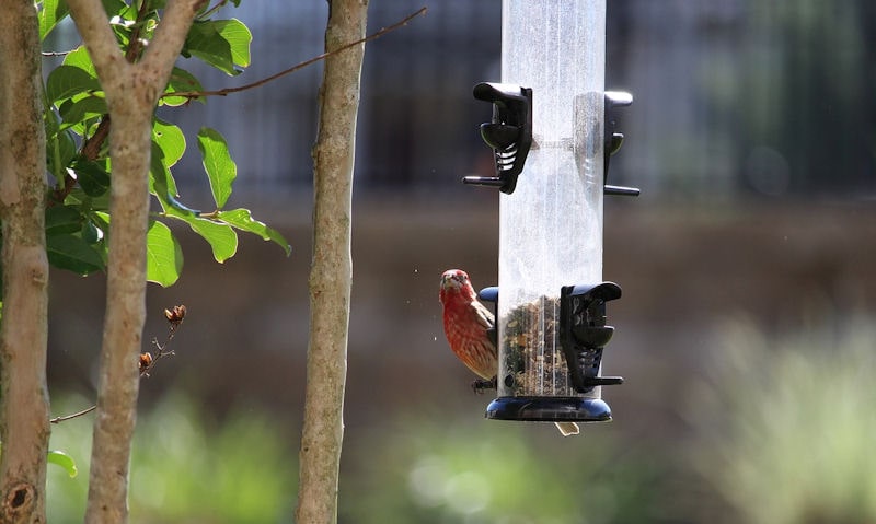 House Finch perched what clear tube seed feeder