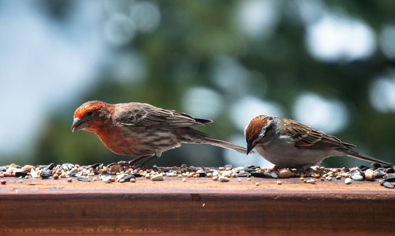 House Finch, Sparrow foraging in bird seeds scattered on railing