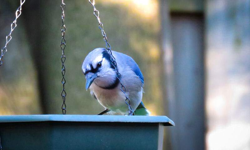 Blue Jay perched on rim of suspended open bird food dish hanging off chains