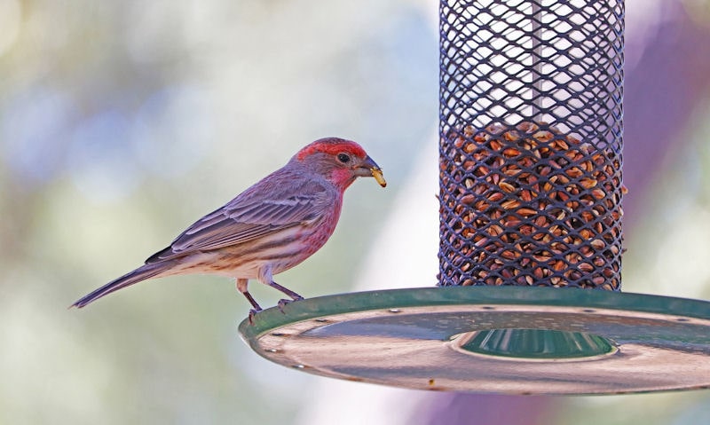 tips for bird feeders