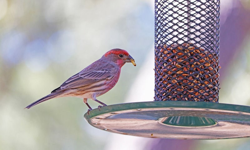 American Rosefinch feeding on spill tray of mesh peanut feeder