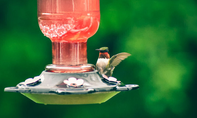 Hummingbird perched on upside down red tinted hummingbird feeder