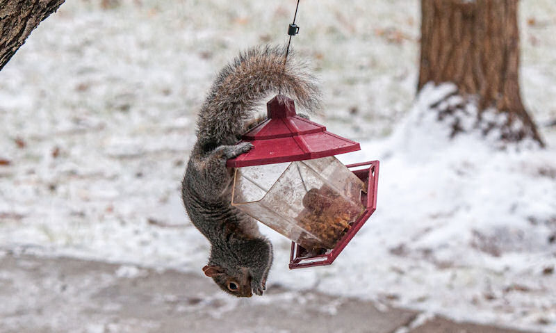 Squirrel feeding upside down on opened hanging bird feeder, in a snow covered landscape