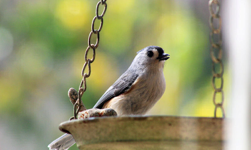 Titmouse seen perched on rim of hanging wooden platform feeder