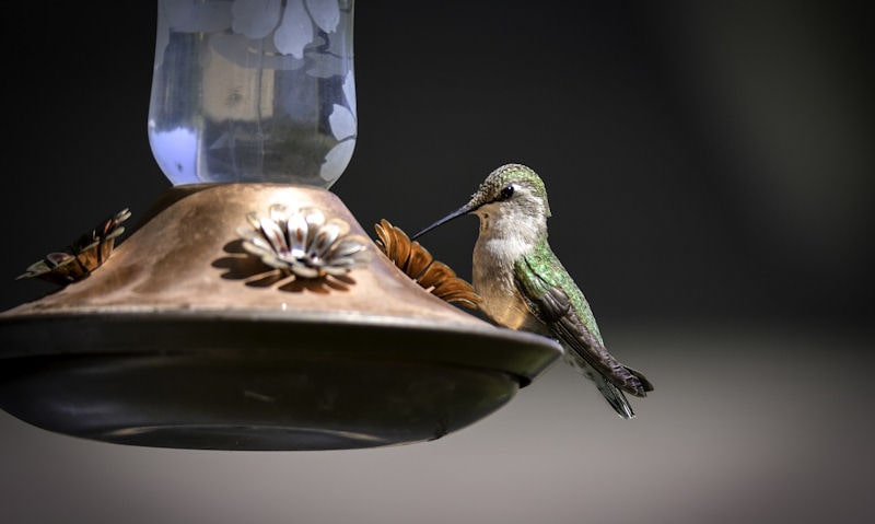 Top rated Hummingbird feeders