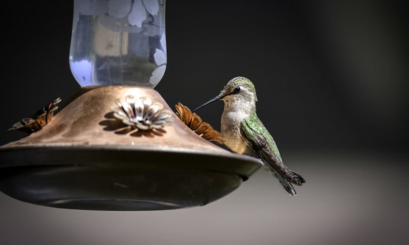 Hummingbird perch on top of hanging vintage style hummingbird feeder