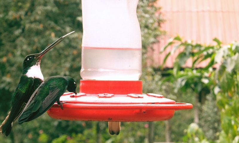 Hummingbirds share clearly seen dirty exterior hanging hummingbird feeder