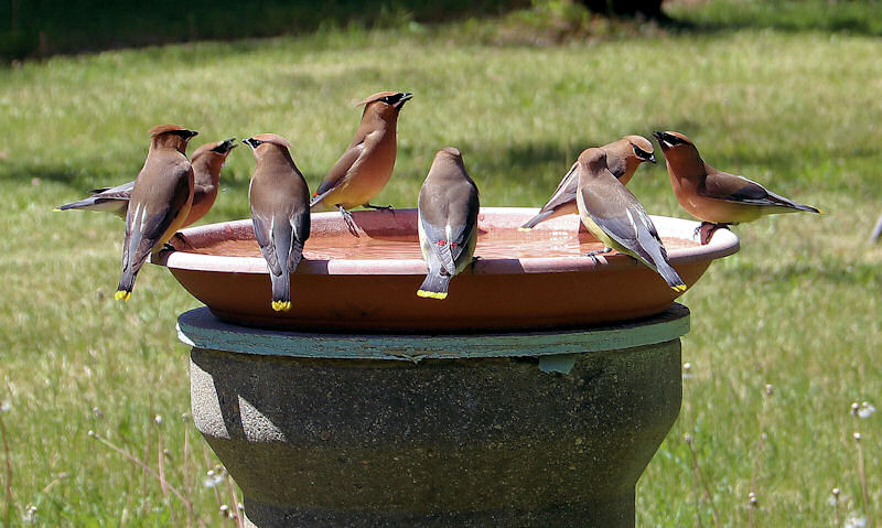 Several Cedar Waxwings congregate on a ceramic bird bath in a yard