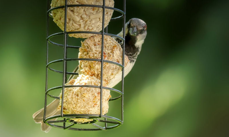 Sparrow perched on hanging fat ball feeder on branch