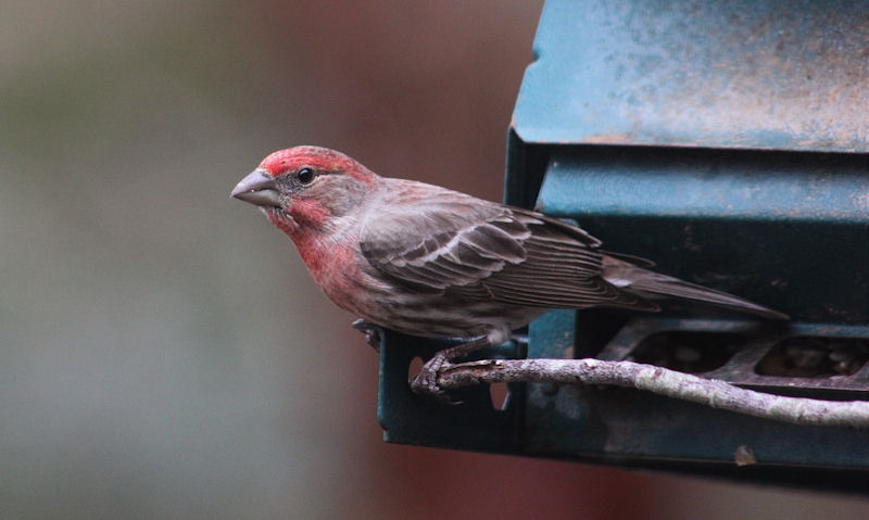 House Finch perched on rusty old squirrel proof seed feeder