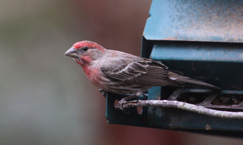 What are the Pro's and Con's of having a bird feeder