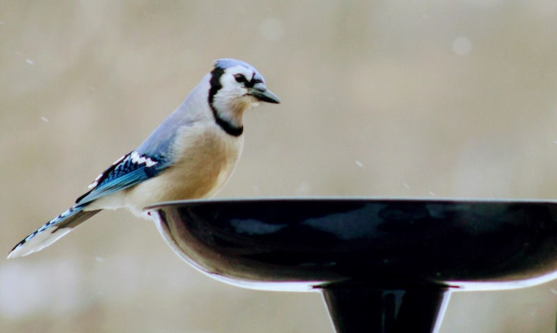 Blue Jay perched on rim of metal bird bath