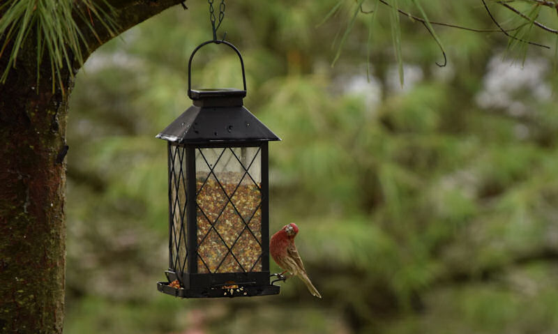 House Finch perched on lantern style bird feeder hanging off a chain on tree branch