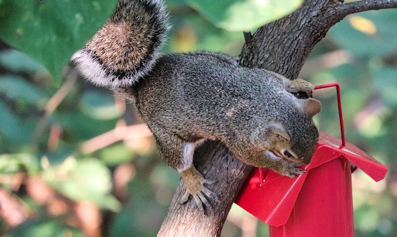 Squirrel climbing on top of red bird feeder hung off tree branch limb